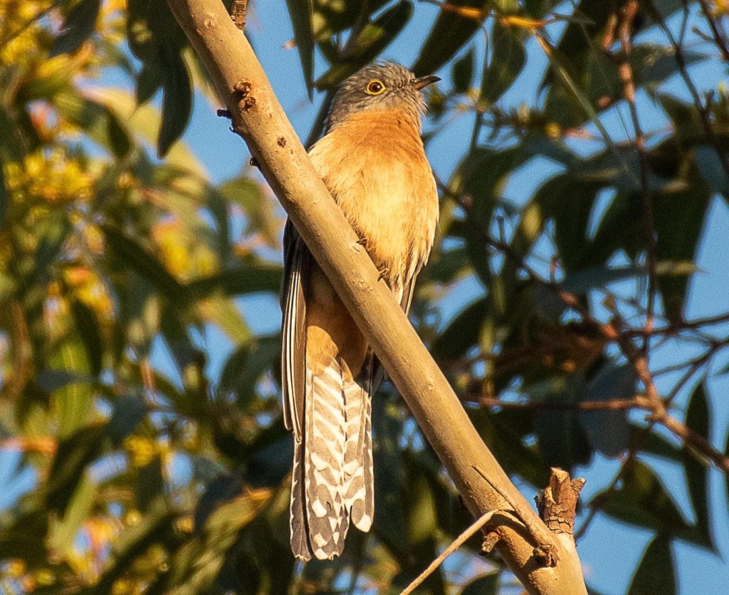 Adult male Fan-tailed Cuckoo Marlo by Rob Clay