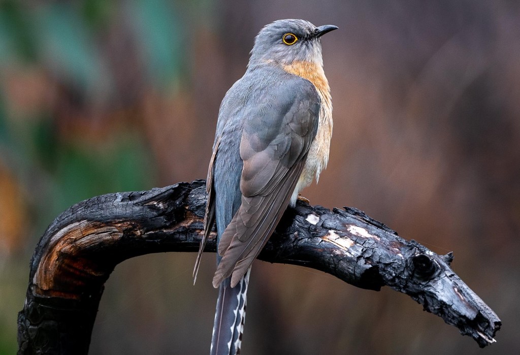 Fan-tailed Cuckoo East Gippsland by John Hutchison