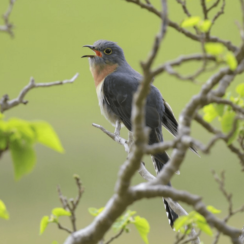 Mallacoota Birds: Fan-tailed&nbsp;Cuckoo