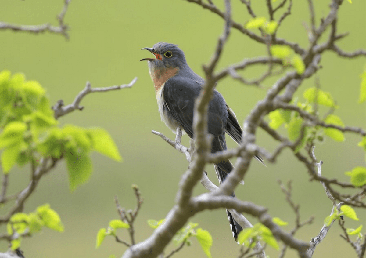 Fan-tailed Cuckoo Endeavour Hills by Robert Anderson