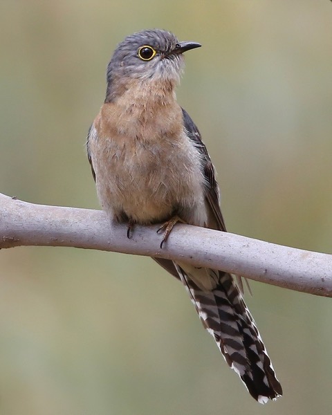female Fan-tailed Cuckoo East Gippsland by John Hutchison