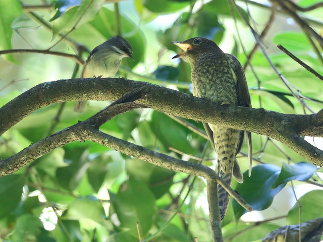 Fan-tailed Cuckoo juvenile being fed by White-browed Scrubwren East Gippsland by John Hutchison