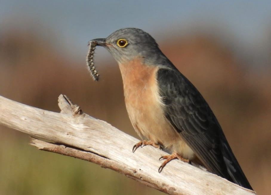 Adult Fan-tailed Cuckoo with hairy caterpillar prey by KJ Hocking