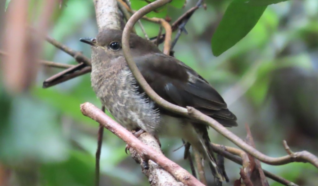 very young juvenile Fan-tailed Cuckoo NSW by Christine Rand